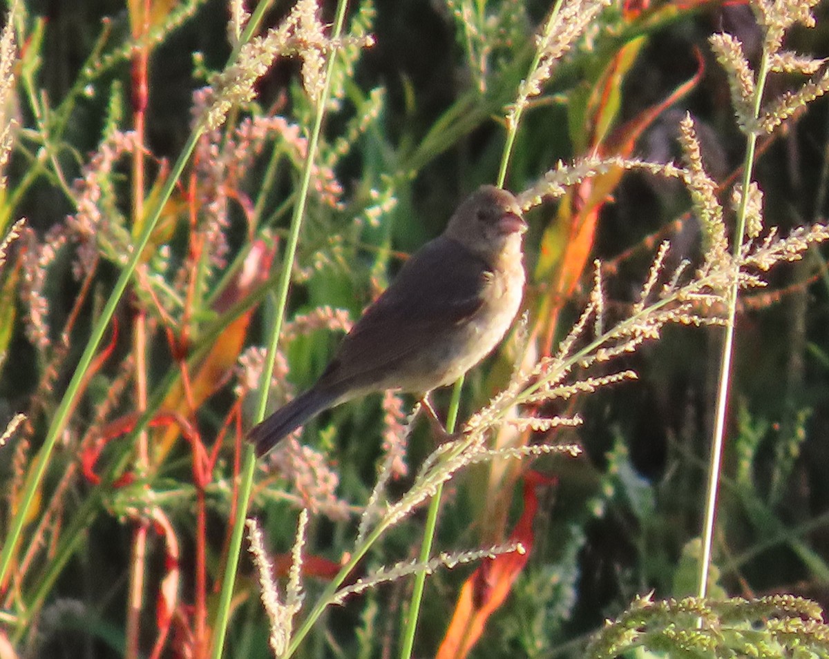 Lazuli/Indigo Bunting - ML641189914