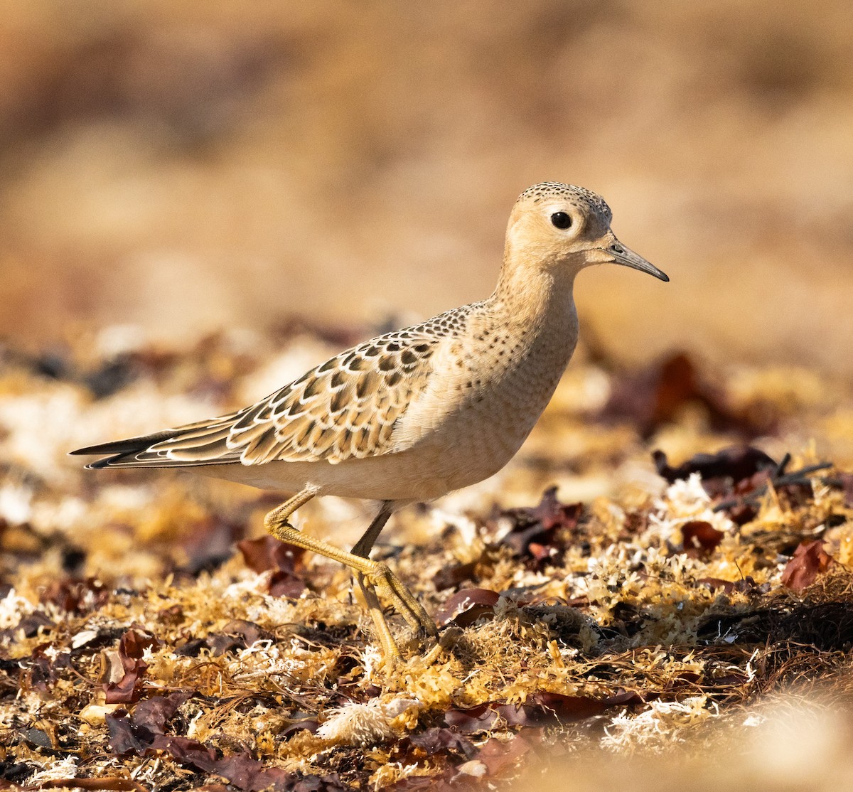 Buff-breasted Sandpiper - ML641189921