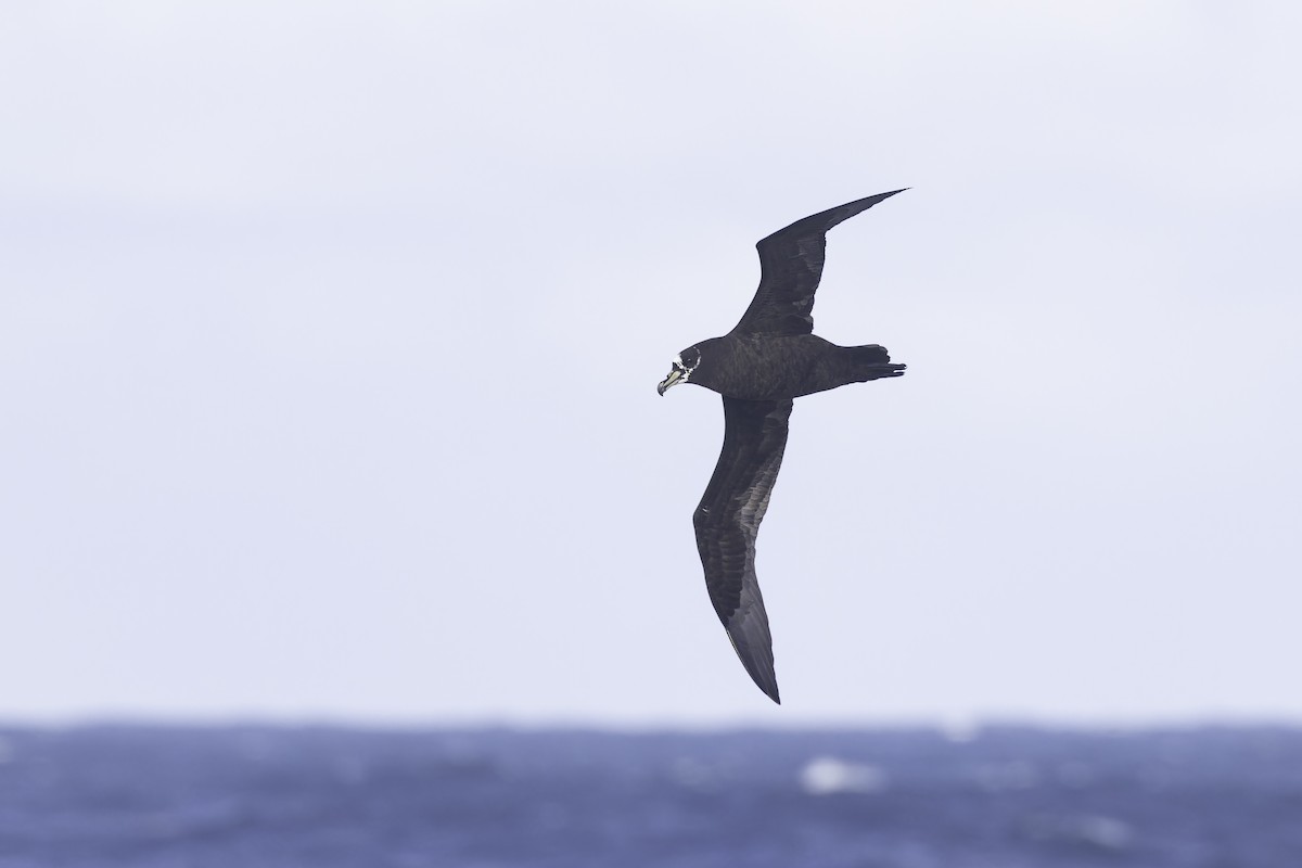 Spectacled Petrel - ML641190002