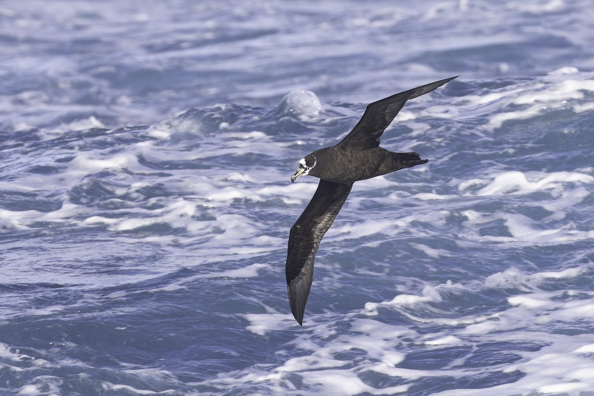 Spectacled Petrel - ML641190010