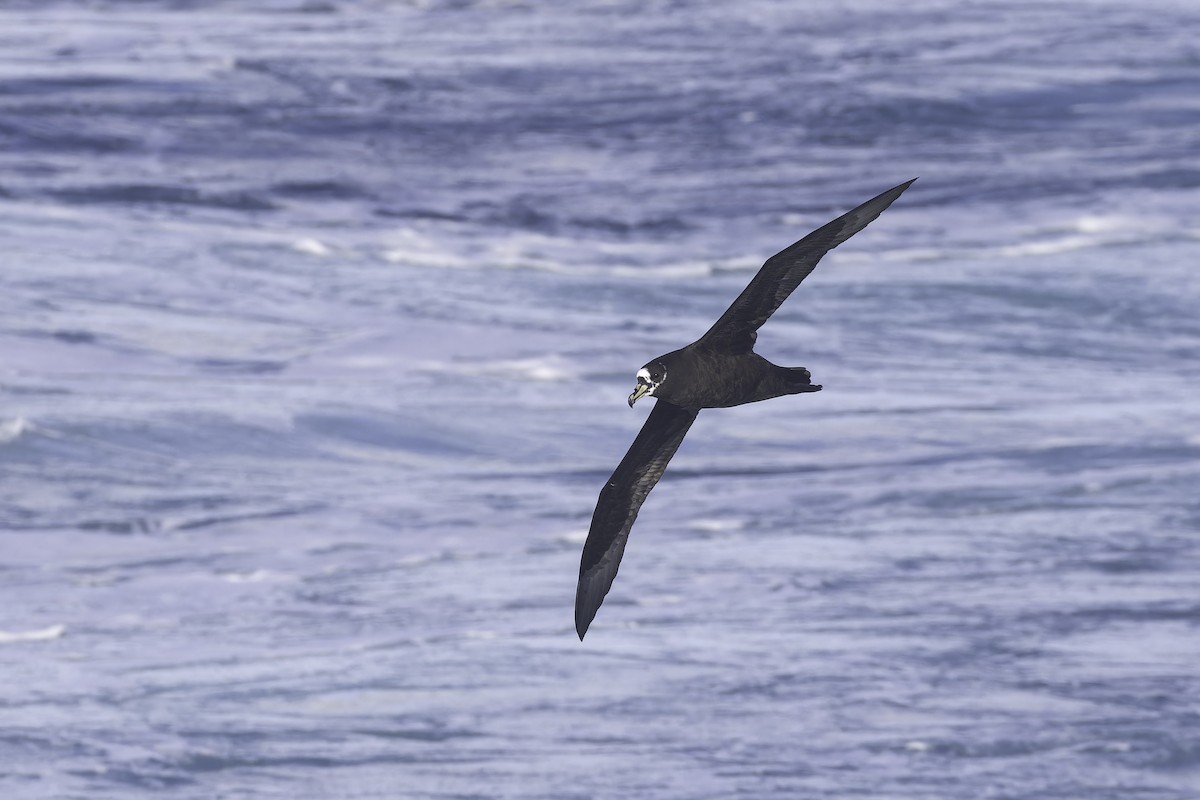 Spectacled Petrel - ML641190012