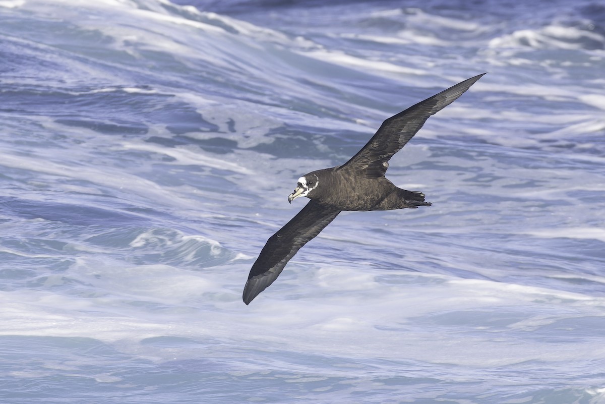 Spectacled Petrel - ML641190014