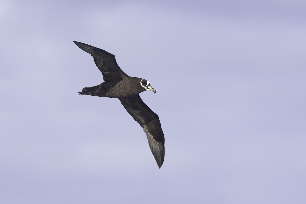 Spectacled Petrel - ML641190016