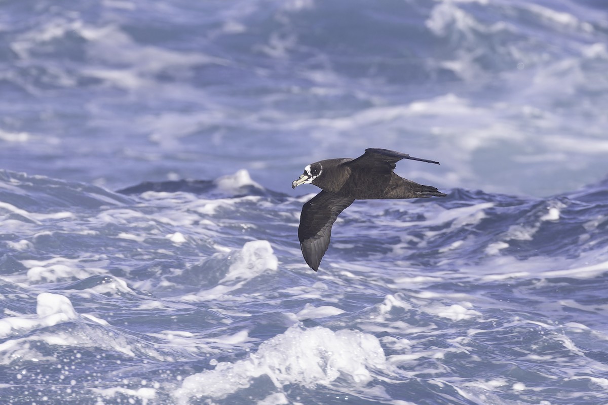 Spectacled Petrel - ML641190017
