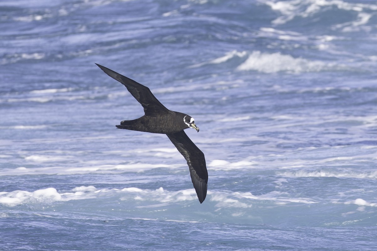 Spectacled Petrel - ML641190019