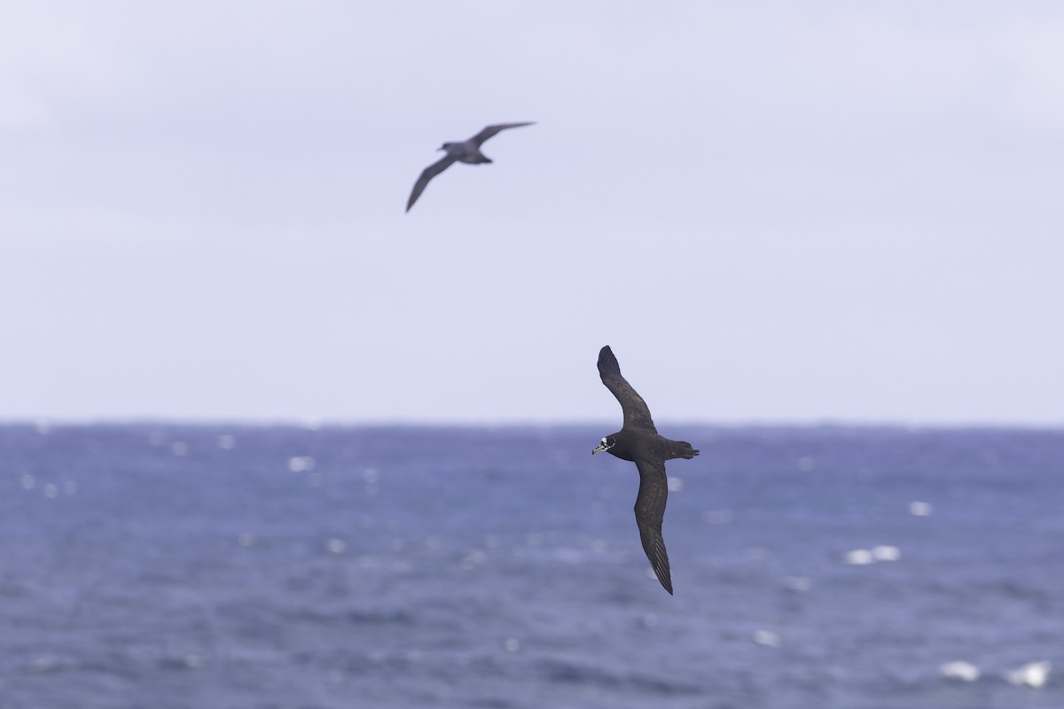Spectacled Petrel - ML641190020