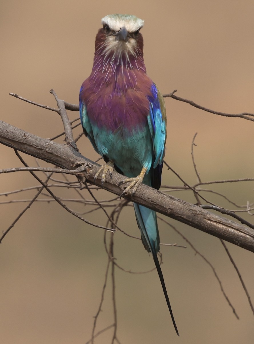 Lilac-breasted Roller - ML641190022