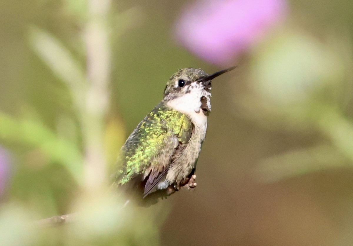 Ruby-throated Hummingbird - ML641190063