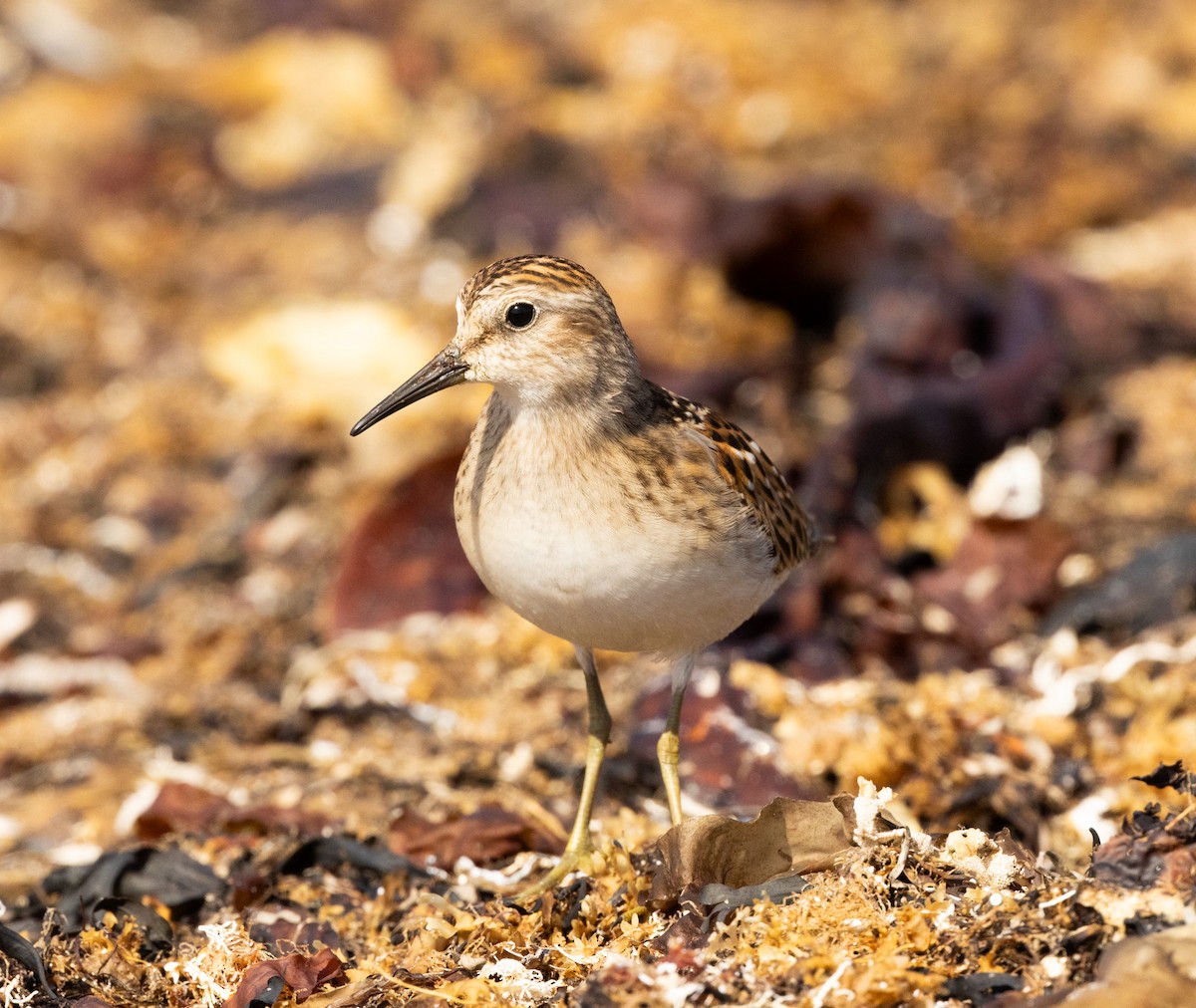 Least Sandpiper - ML641190066