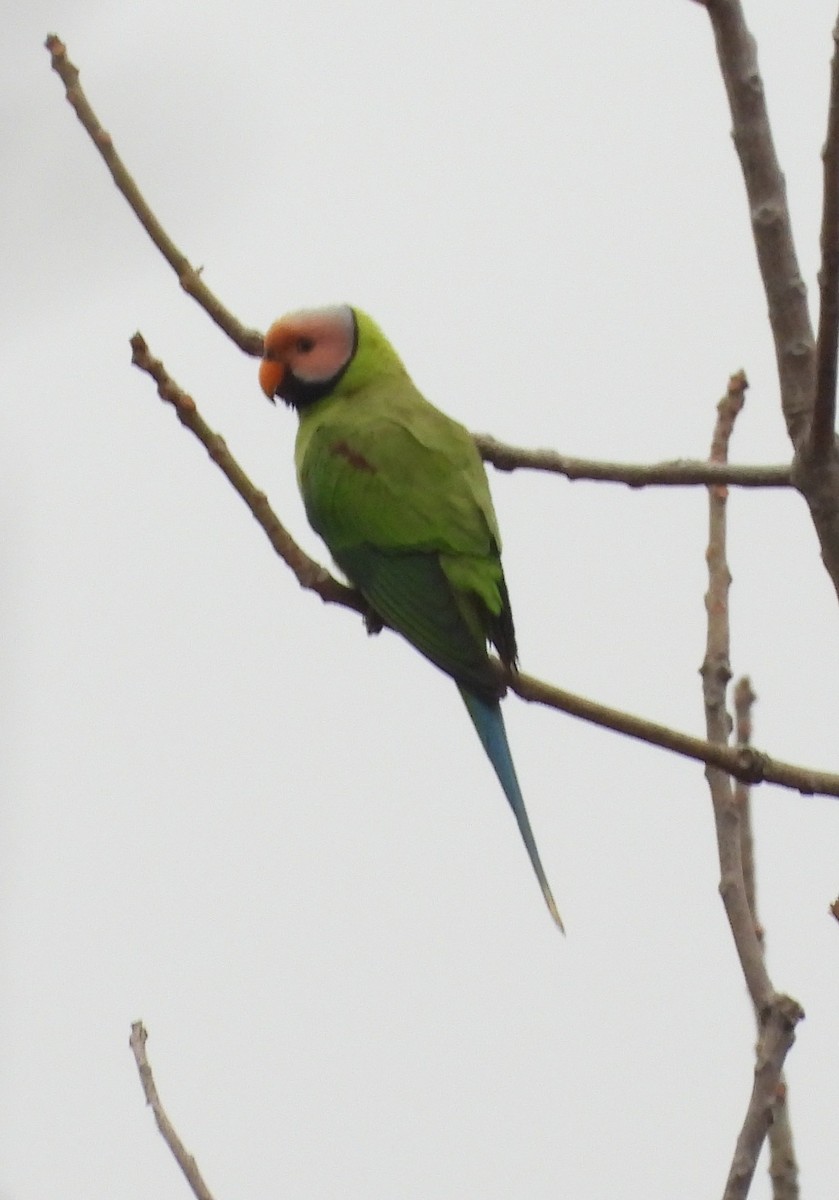 Blossom-headed Parakeet - ML641190067