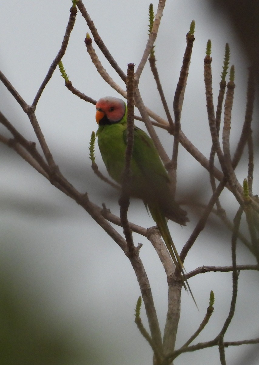 Blossom-headed Parakeet - ML641190068