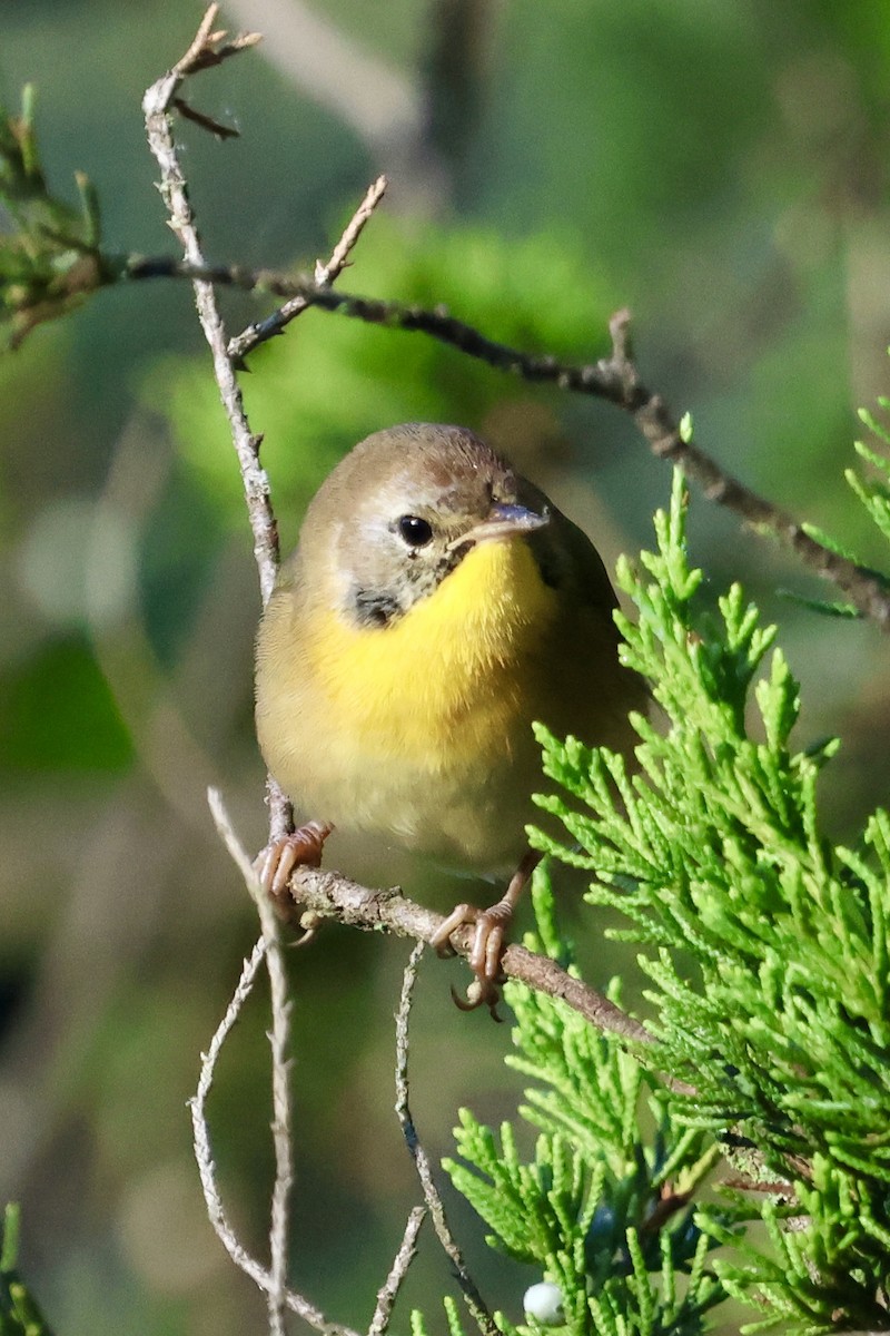 Common Yellowthroat - ML641190081