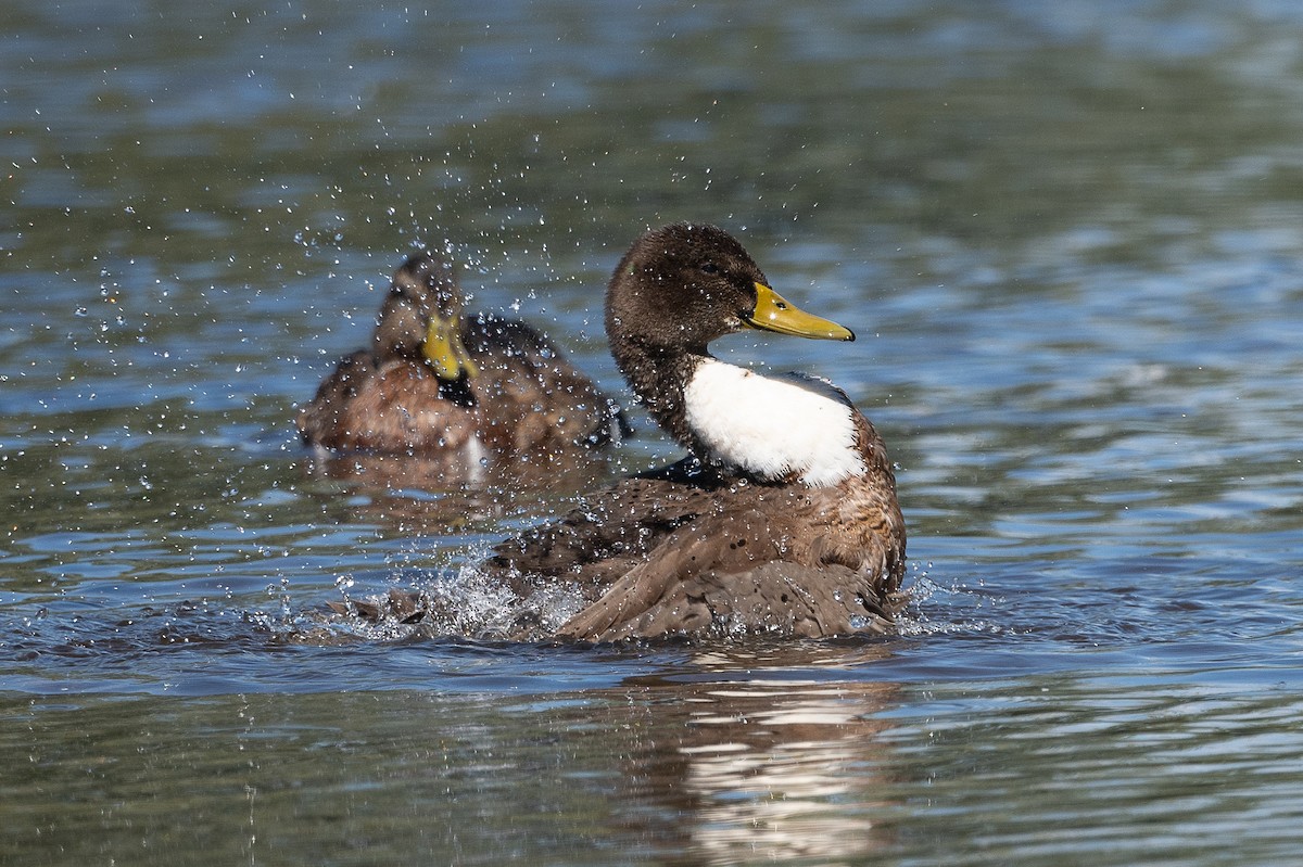 dabbling duck sp. - ML641190092