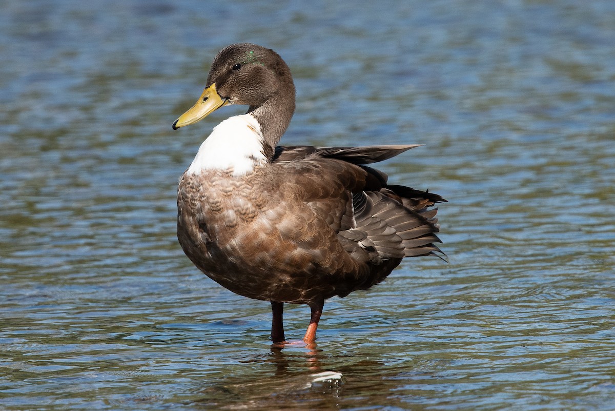 dabbling duck sp. - ML641190093
