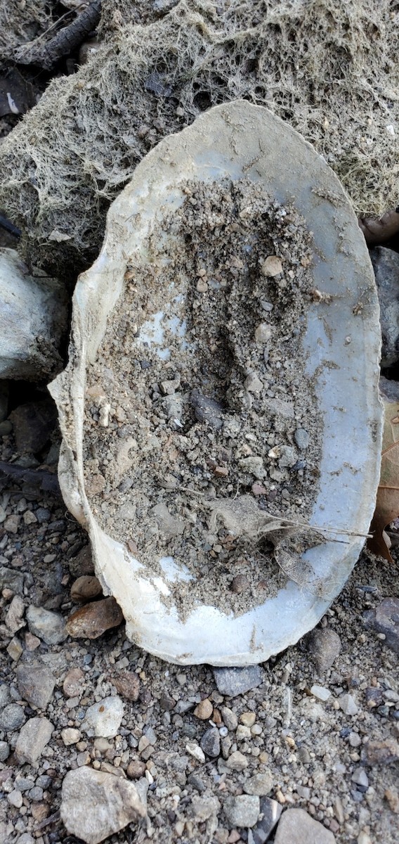 Animals - ML641190107