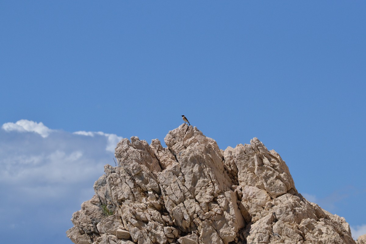 Eastern Black-eared Wheatear - ML641190124