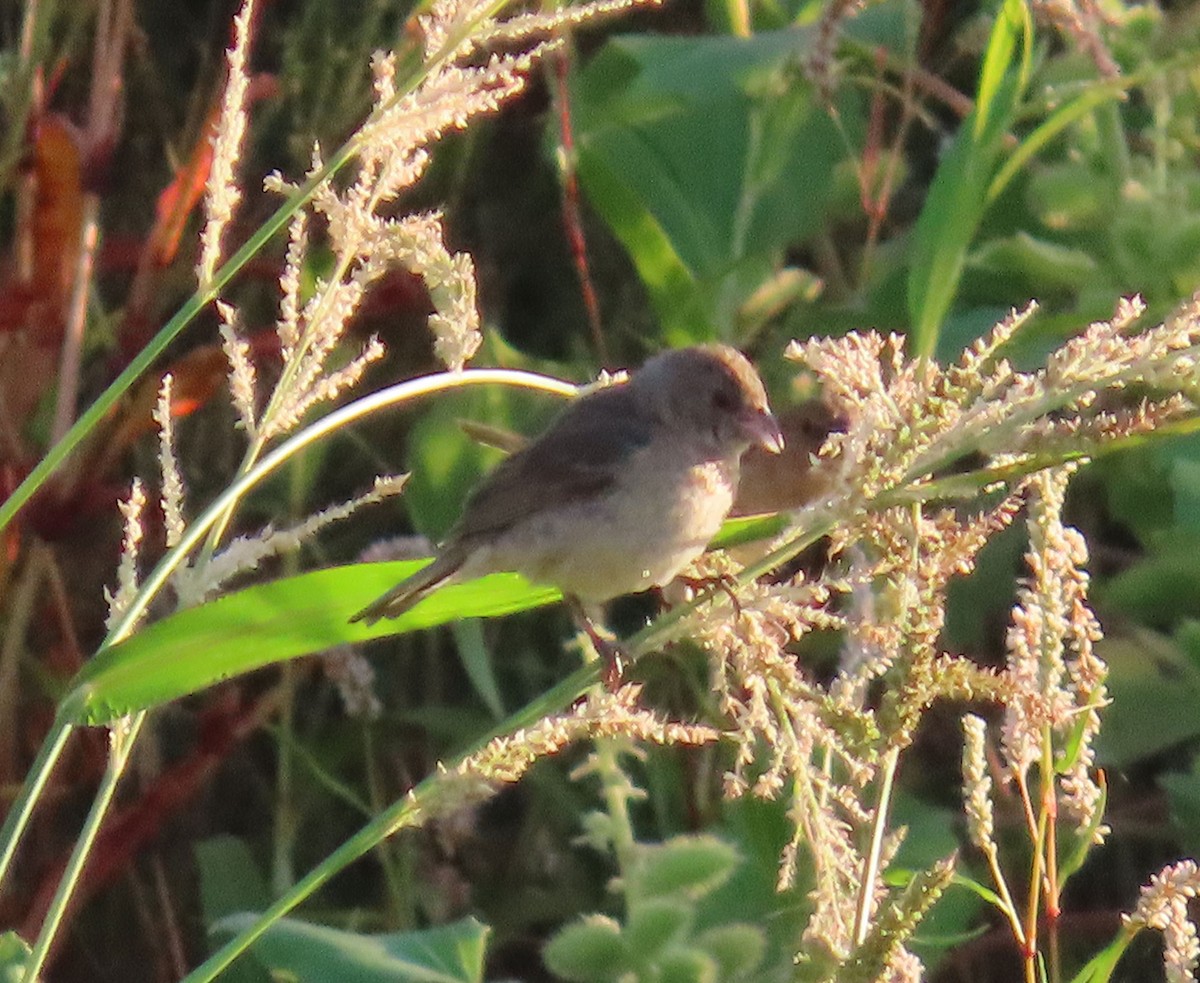 Lazuli/Indigo Bunting - ML641190141