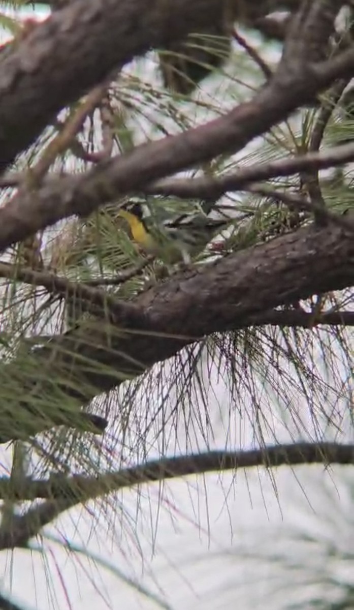 Yellow-throated Warbler - ML641190232