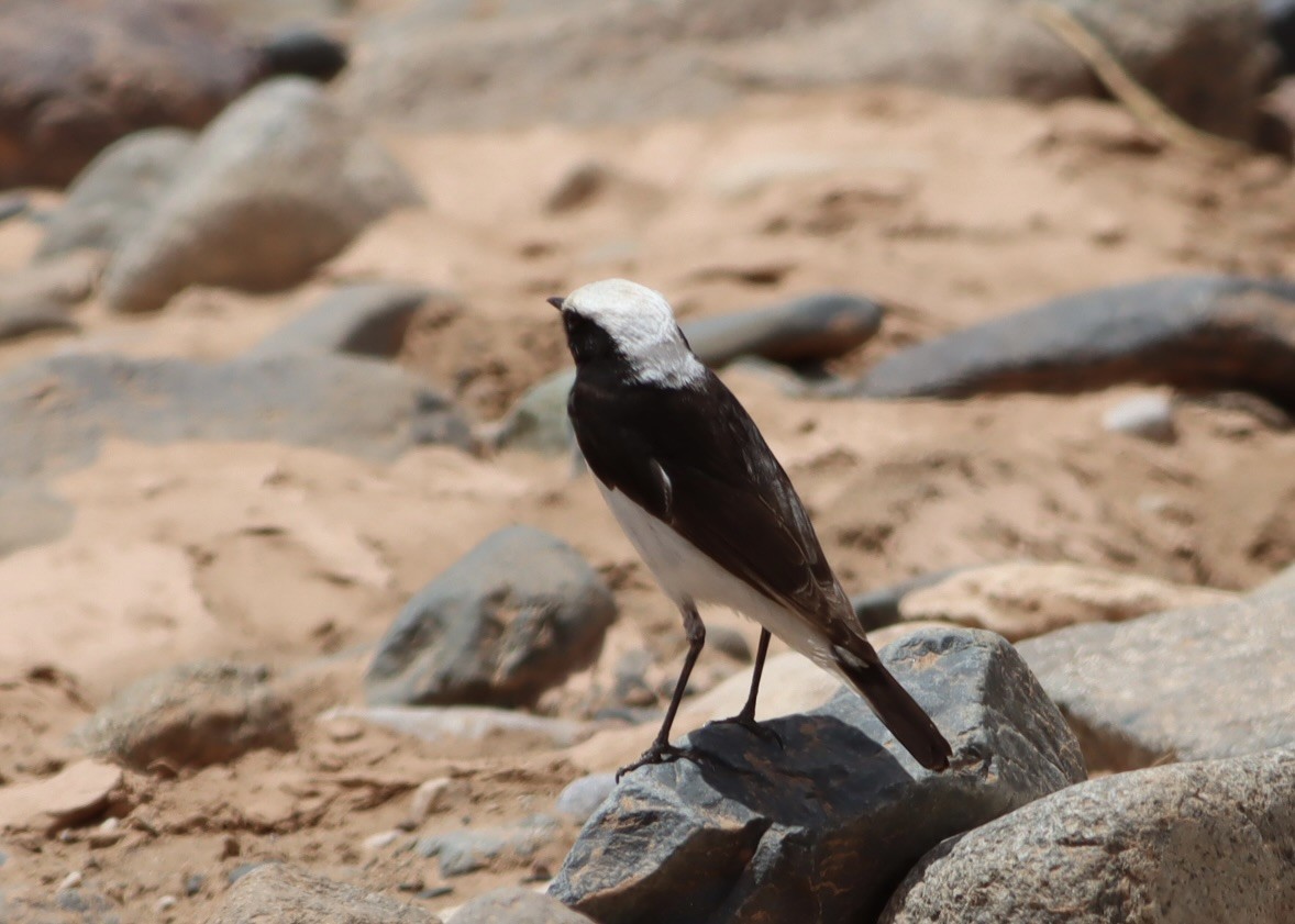 Mourning Wheatear (Maghreb) - ML641190279