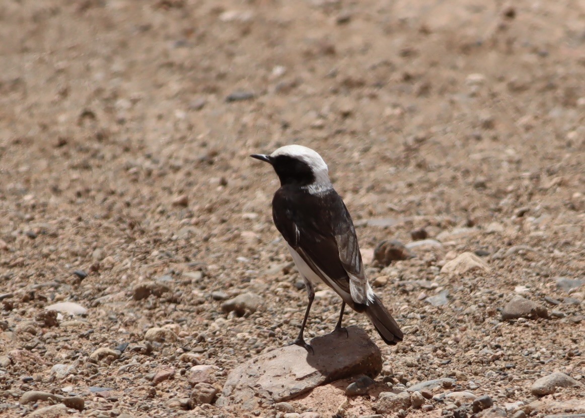 Mourning Wheatear (Maghreb) - ML641190280