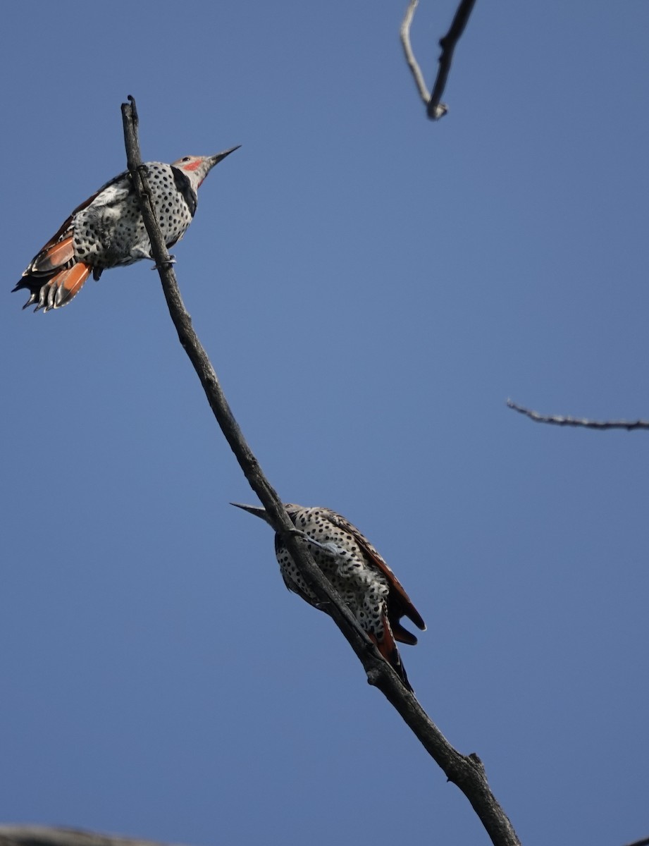 Northern Flicker - ML641190434