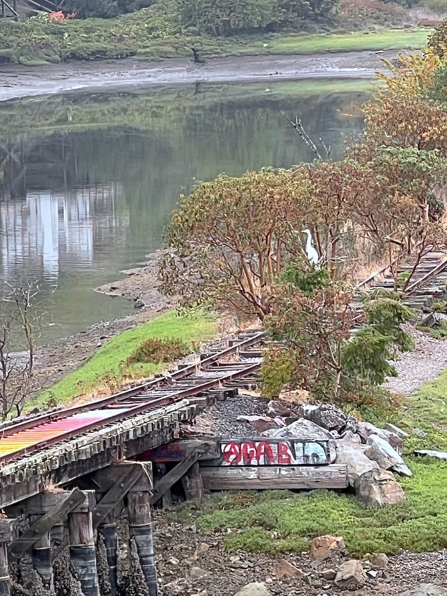 Цасч дэглий - ML641190466