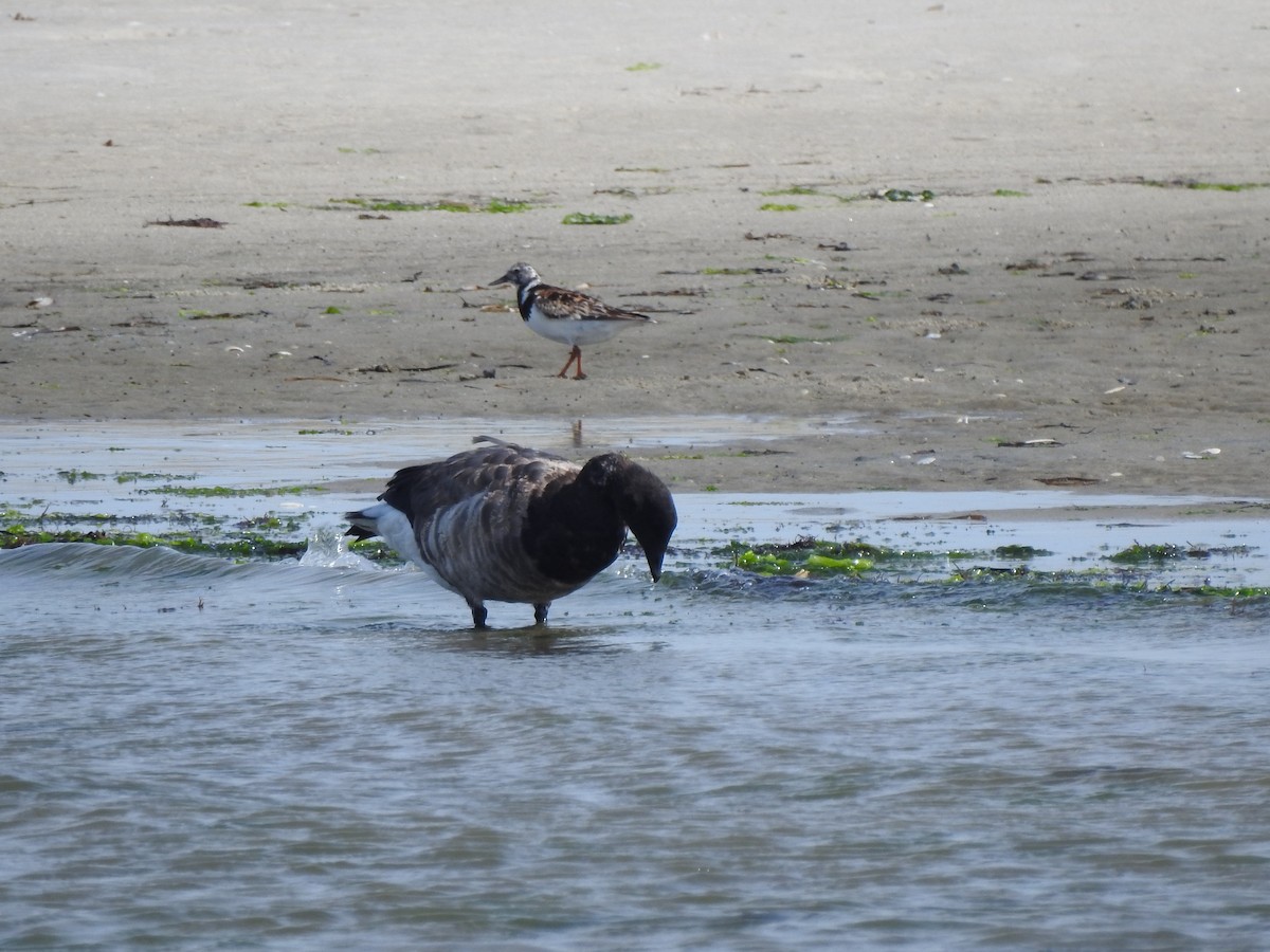 Brant - ML641190558