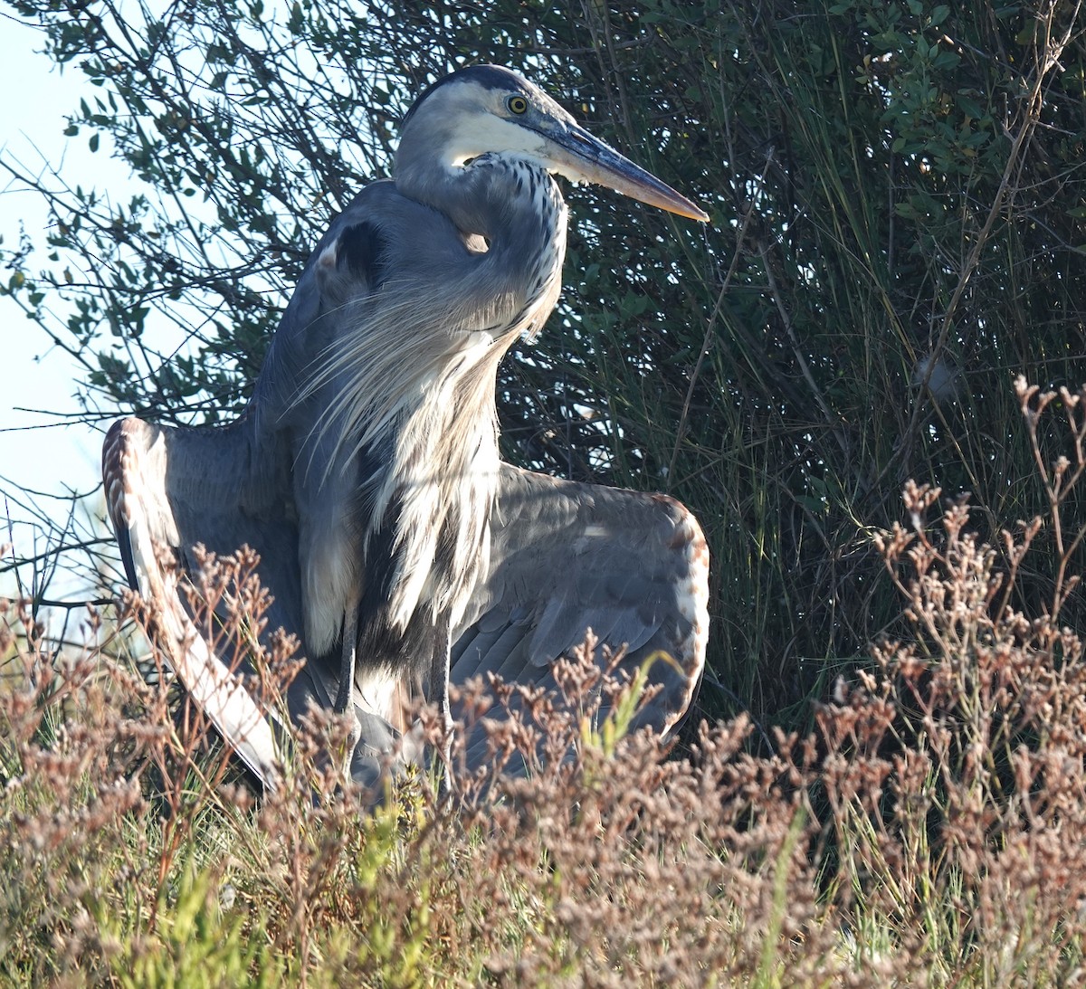 volavka velká - ML641190578