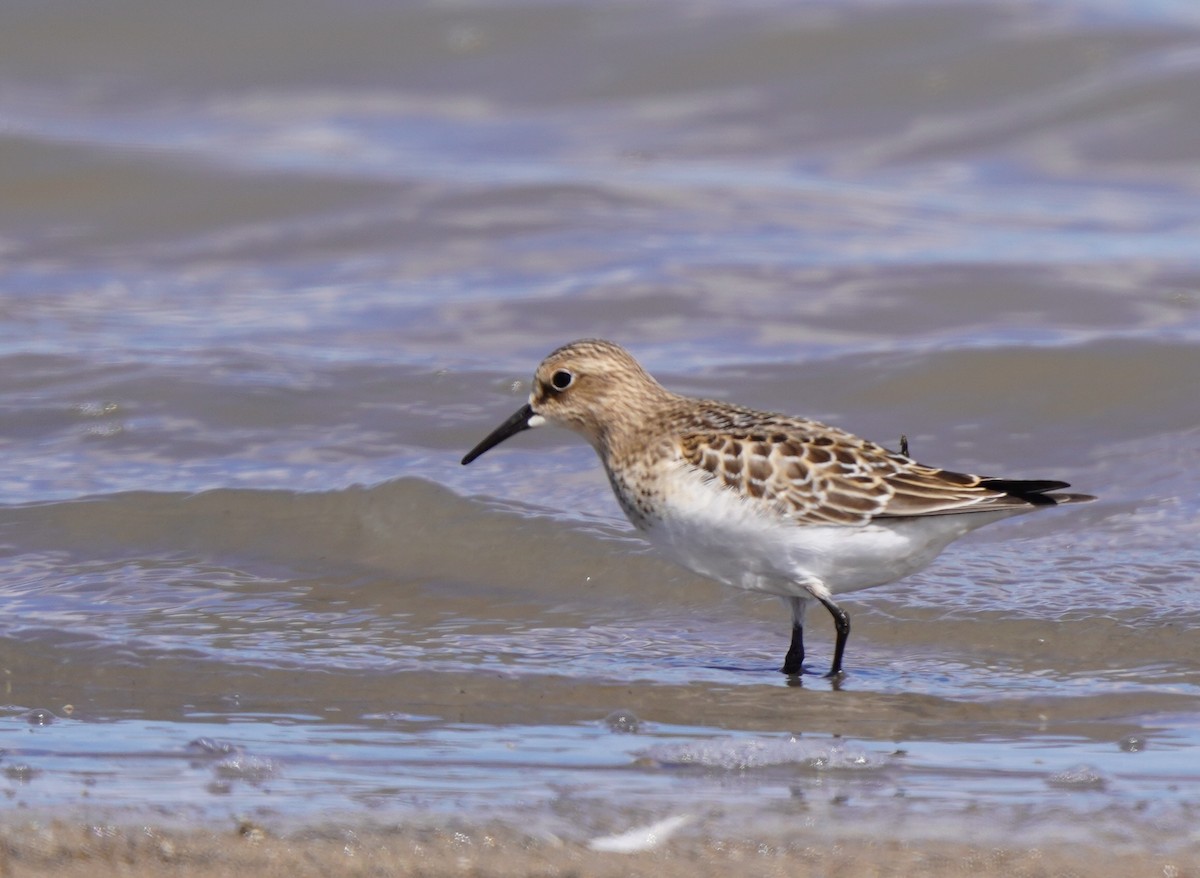 Baird's Sandpiper - ML641190601