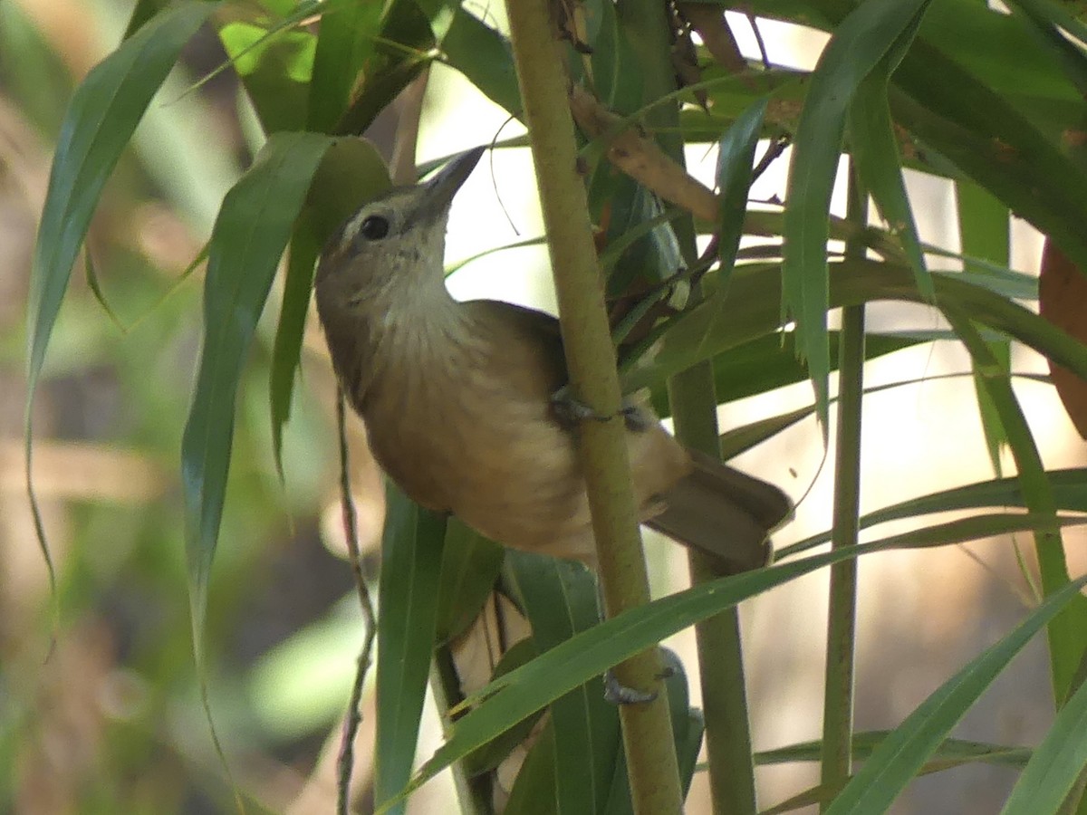 Arafura Shrikethrush - ML641190616