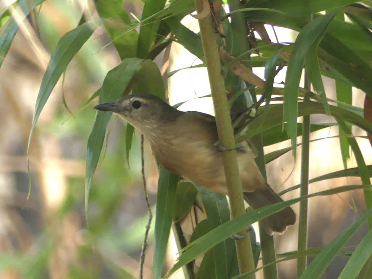 Arafura Shrikethrush - ML641190617