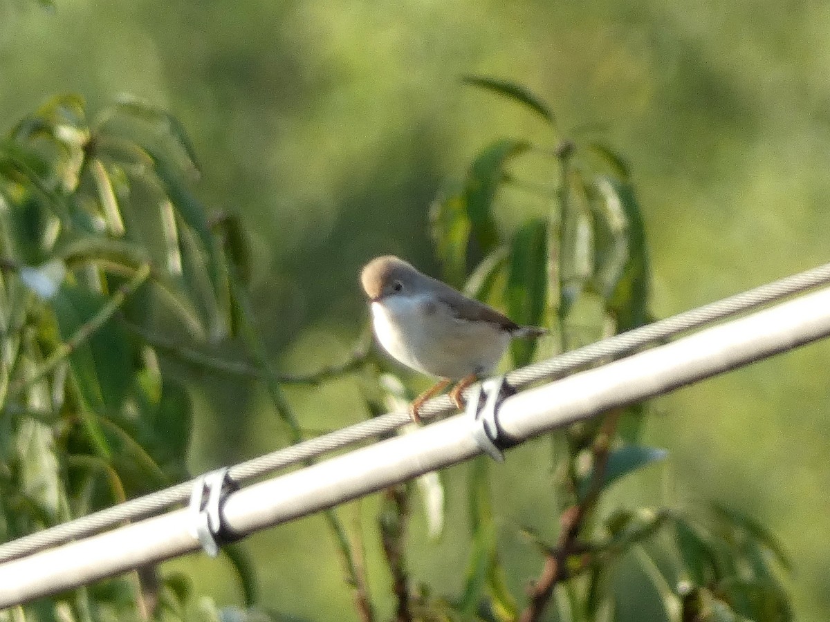 Eastern Subalpine Warbler - ML641190648