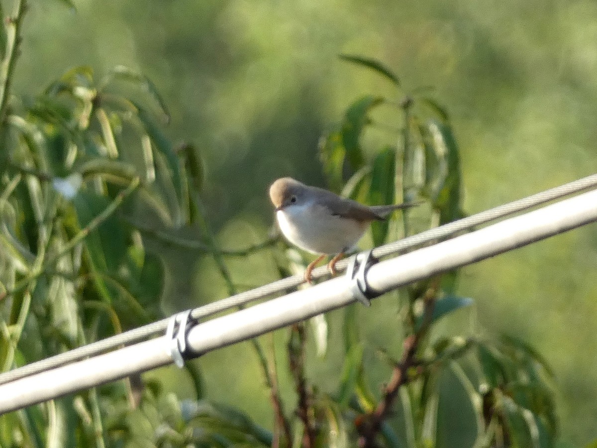 Eastern Subalpine Warbler - ML641190649