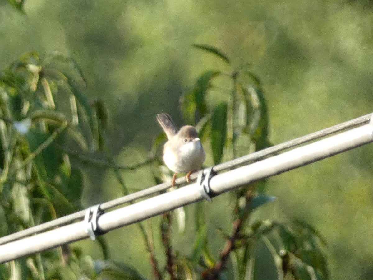 Eastern Subalpine Warbler - ML641190651