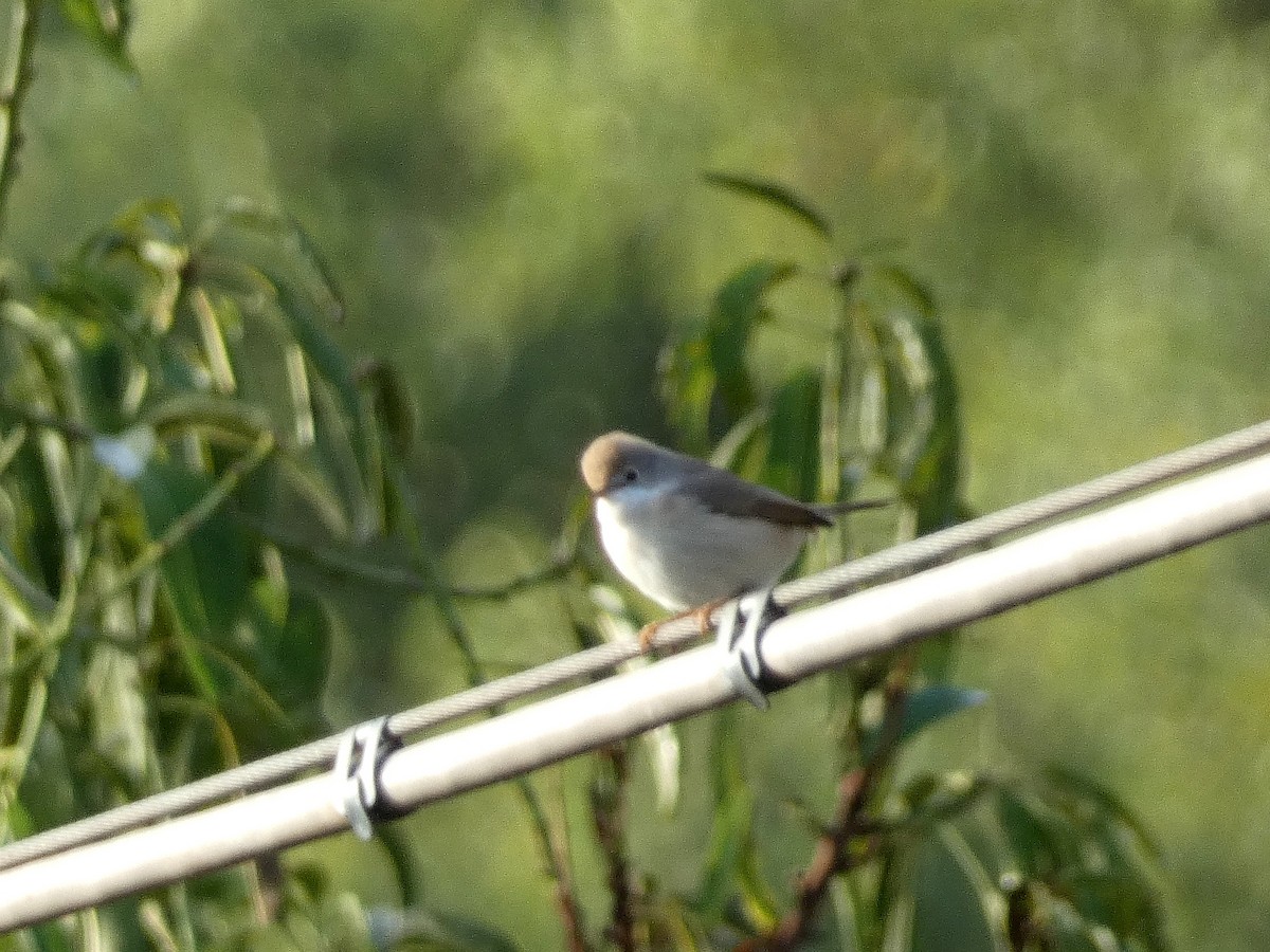 Eastern Subalpine Warbler - ML641190652