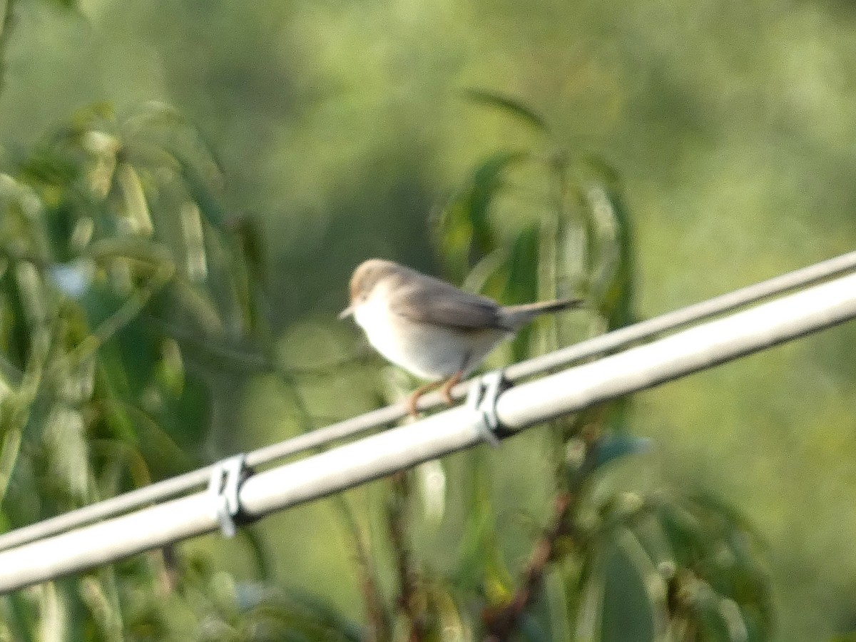 Eastern Subalpine Warbler - ML641190653