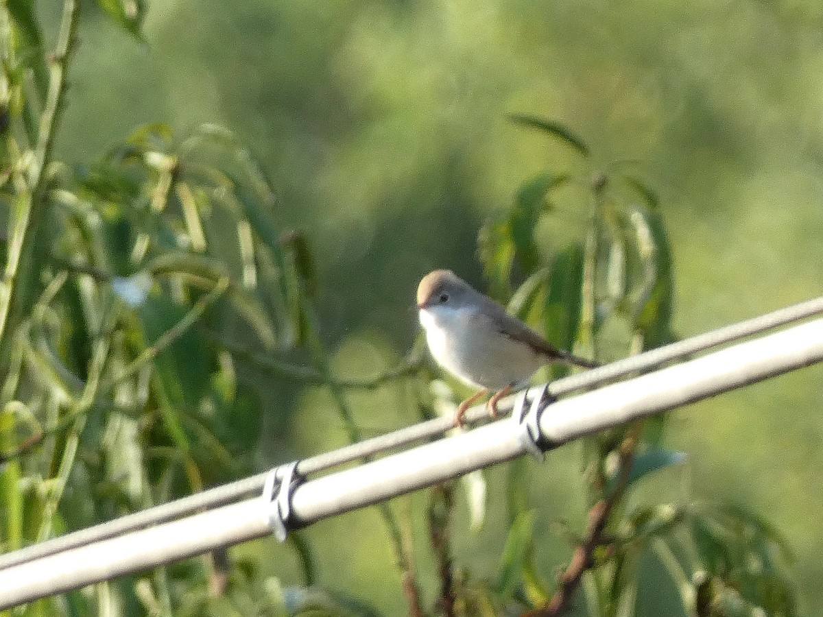 Eastern Subalpine Warbler - ML641190654