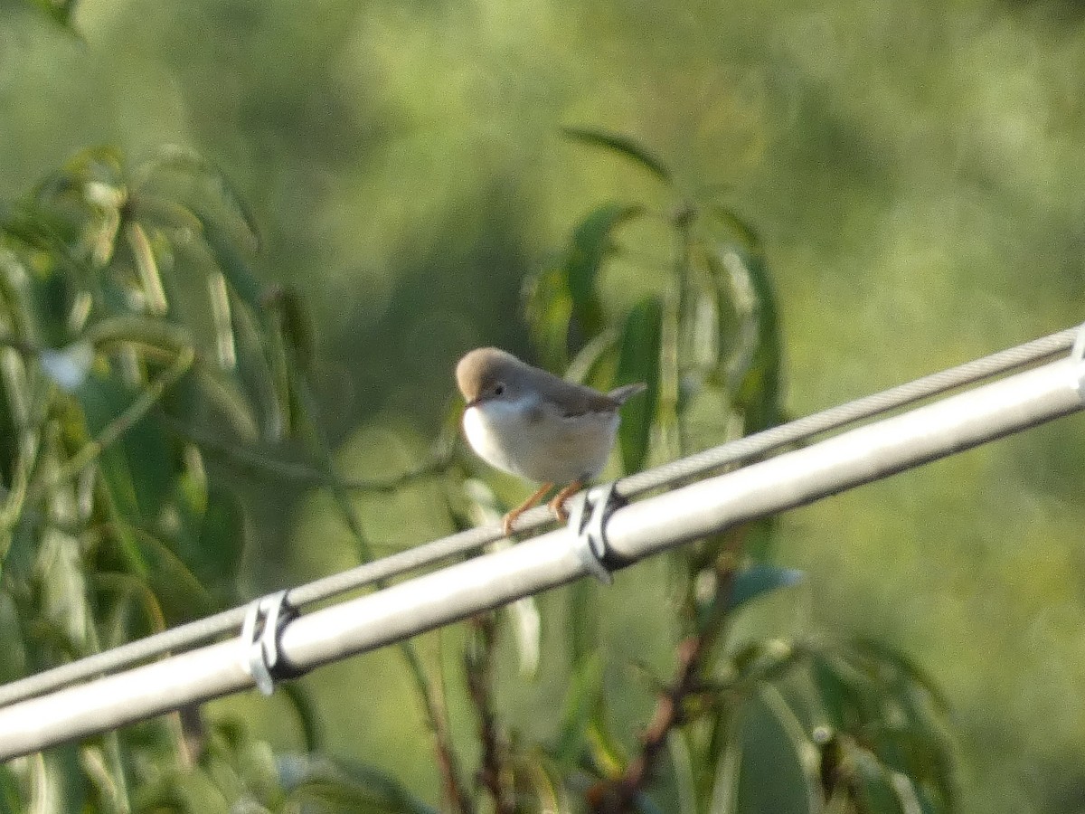 Eastern Subalpine Warbler - ML641190655