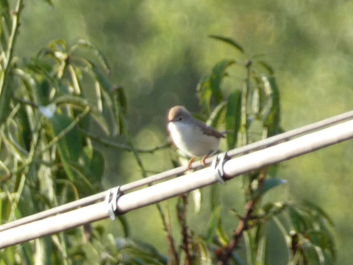 Eastern Subalpine Warbler - ML641190656