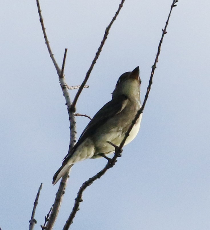 Olive-sided Flycatcher - ML641190669