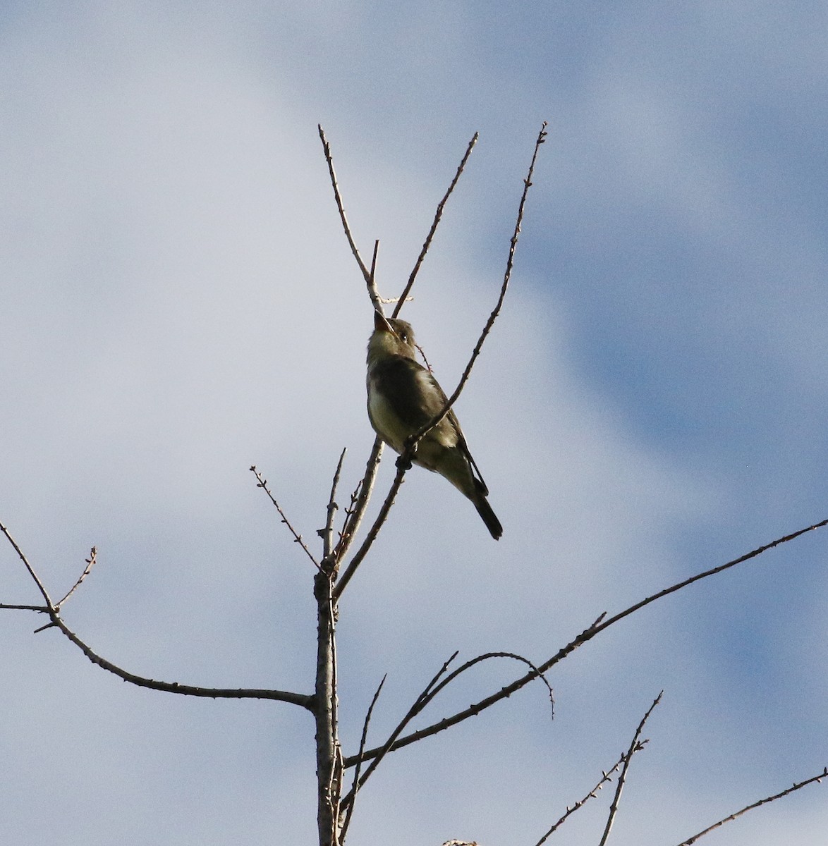 Olive-sided Flycatcher - ML641190671