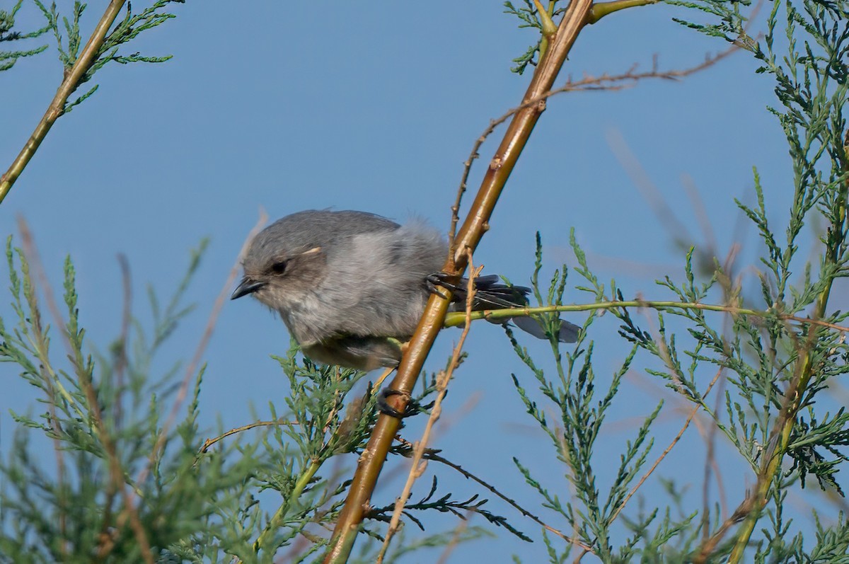 Bushtit - ML641190673