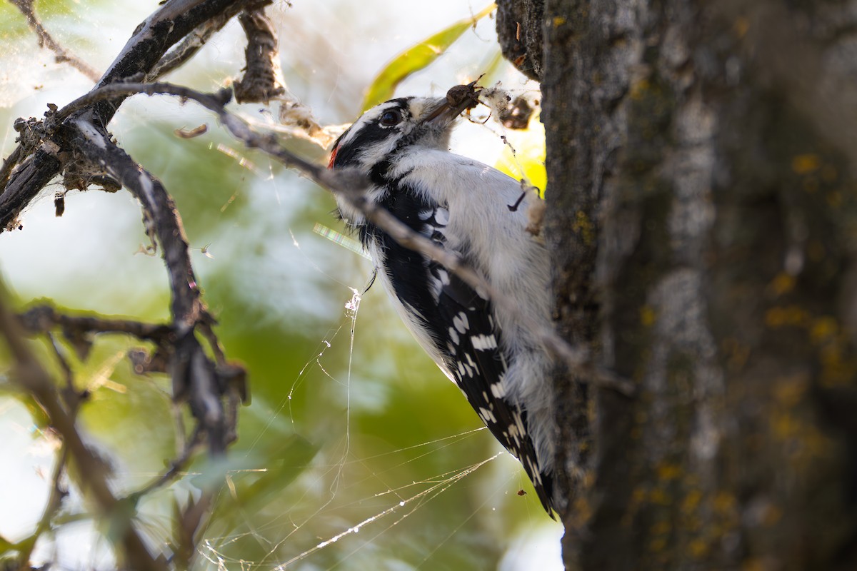 Downy Woodpecker - ML641190703