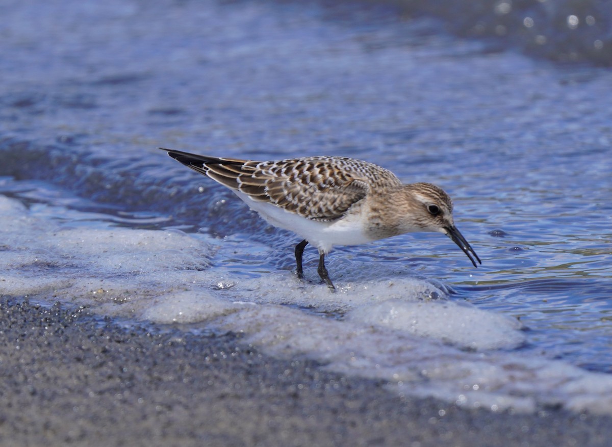 Baird's Sandpiper - ML641190743