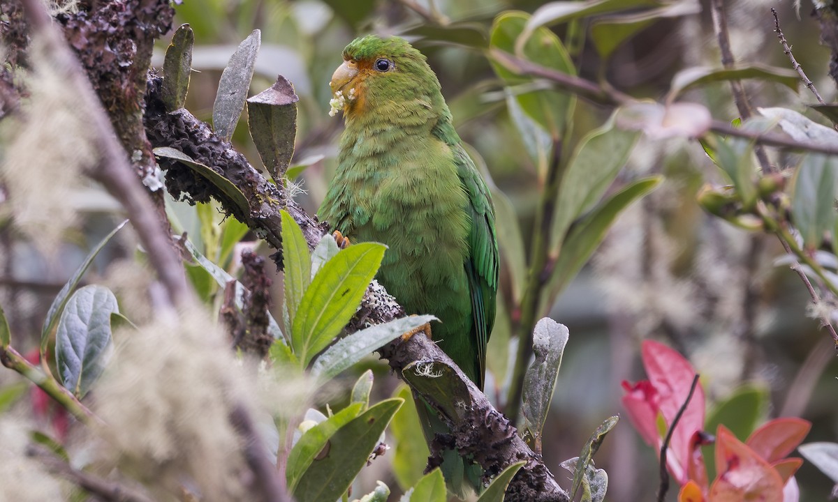 Rufous-fronted Parakeet - ML641190764