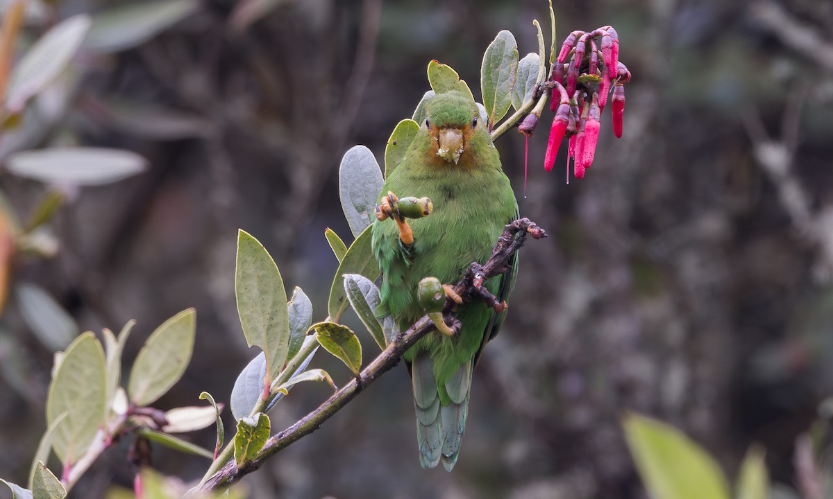 Rufous-fronted Parakeet - ML641190765