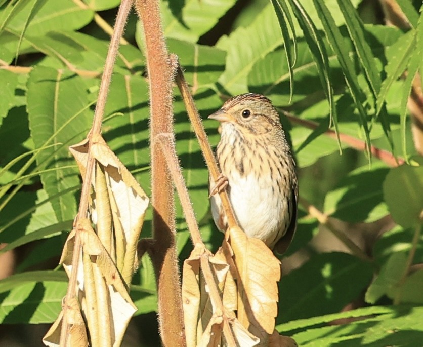 Lincoln's Sparrow - ML641190779