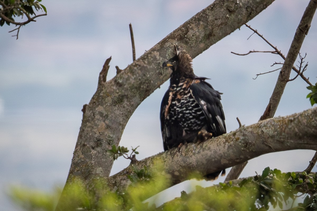 Crowned Eagle - ML641190791