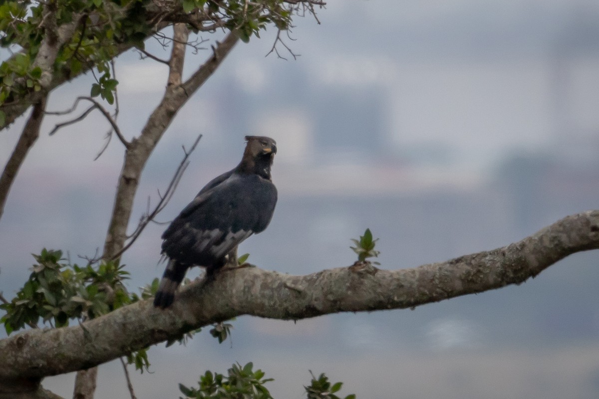 Crowned Eagle - ML641190792