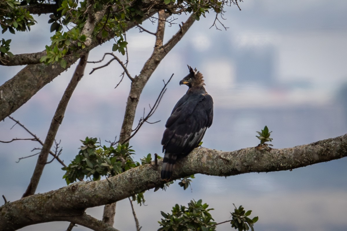 Crowned Eagle - ML641190793